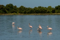 Plamenak ruzovy - Phoenicopterus roseus - Greater Flamingo 7170